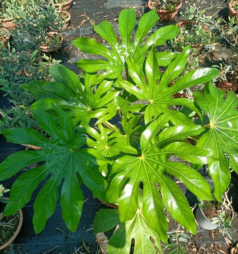 Pianta aralia vaso 22 - pianta, di