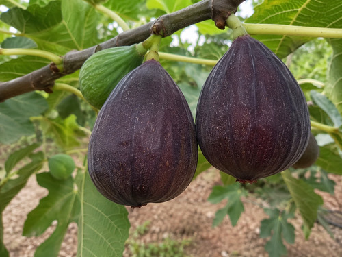Pianta fico turca - pianta,