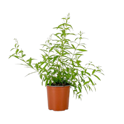 Pianta citronella lemon lippia - pianta,