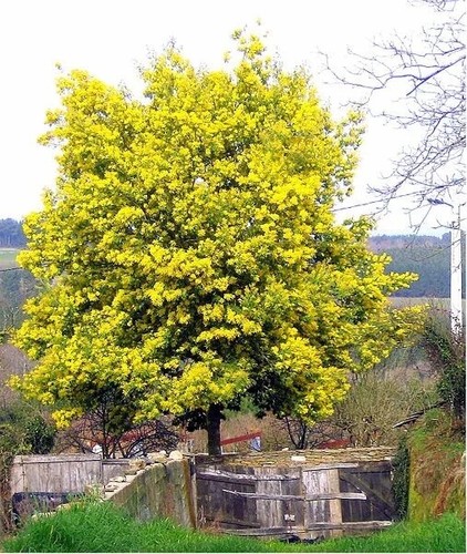 Pianta mimosa dealbata - pianta,