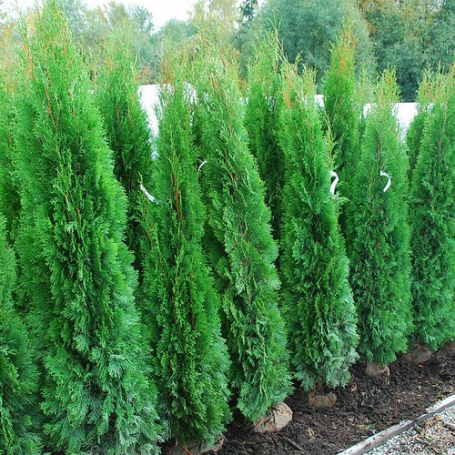 Tuia smeraldo thuja - tuia,