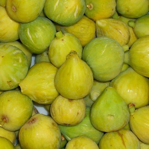 Pianta frutto fico dottato - pianta, da