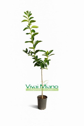 Pianta lime immagine - di,