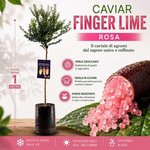 Pianta finger lime caviale - finger, lime/caviale