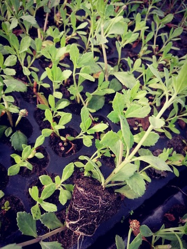 Lippia nodiflora seminiera - , da