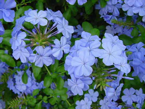 Pianta plumbago capensis - di,