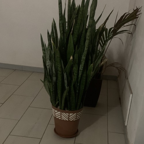 Sansevieria pianta interno - sansevieria, da