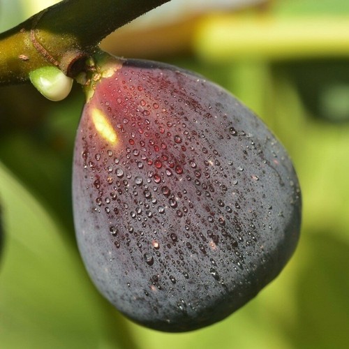 Pianta frutto fico - pianta,