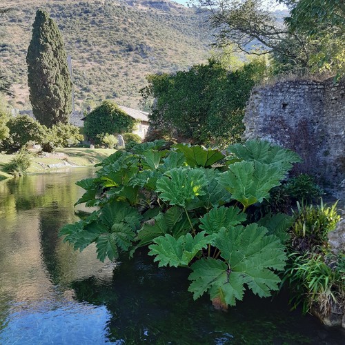 Gunnera manicata pianta dei - gunnera,