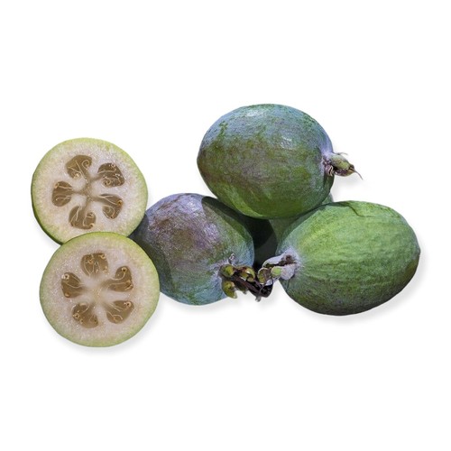 Pianta feijoa sellowiana - pianta, di