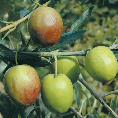 Pianta ulivo ascolana oliva - pianta,