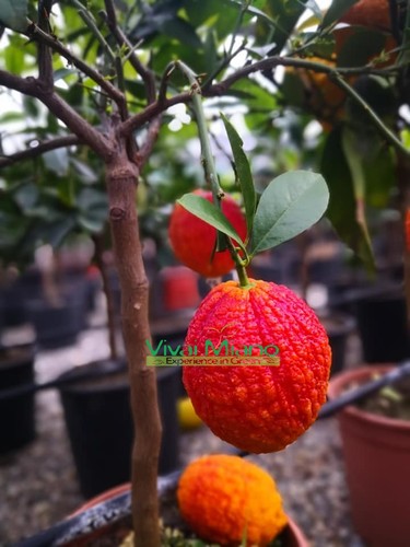 Pianta limone rosso - rosso,