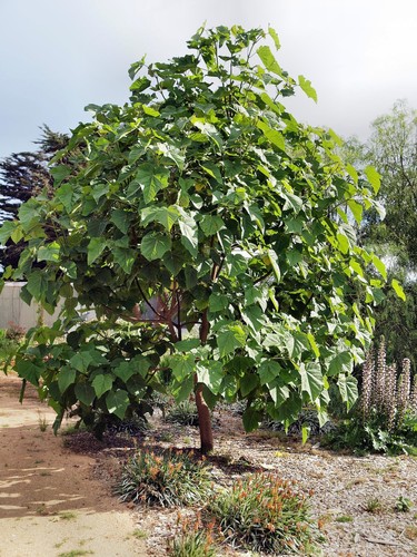 Piante paulonia - 3,