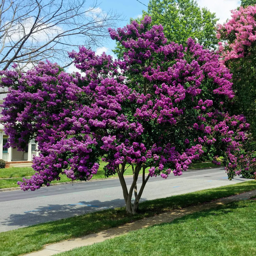 Lagerstroemia indica viola - indica,
