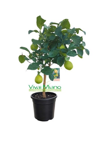 Pianta limone - di,