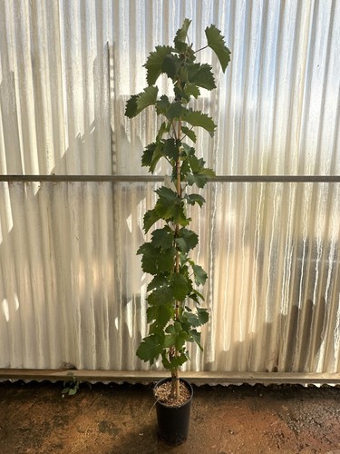 Pianta uva vitis vinifera - vitis,