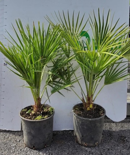 Chamerops umilis pianta - umilis', di