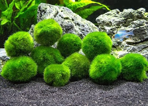 Pezzi pianta cladophora - pezzi,