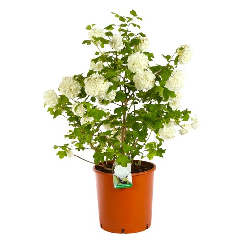 Pianta viburnum opulus roseum - viburnum,