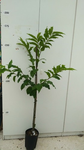 Pianta castagno albero - pianta,