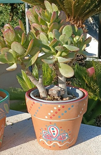 Pianta albero giada - di,