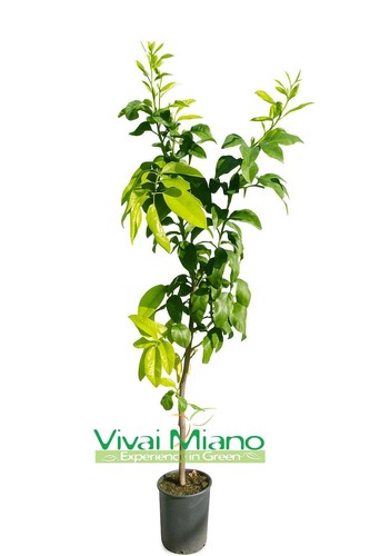 Pianta bergamotto - pianta,