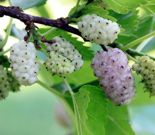 Gelso bianco morus alba - gelso, alba"