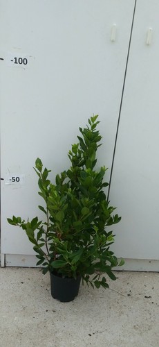 Pianta corbezzolo arbutus - corbezzolo,