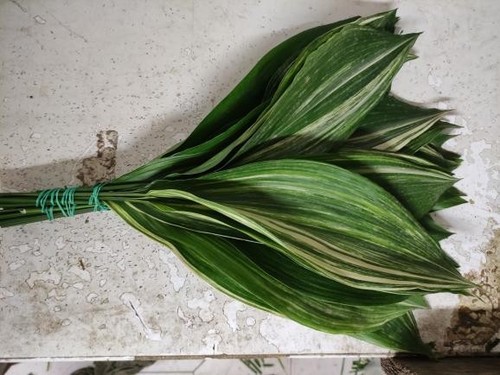 Aspidistra variegata mazzo