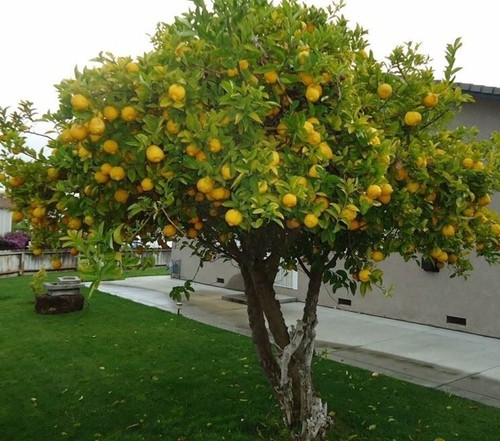 Pianta limone stagioni 2 - di, 4