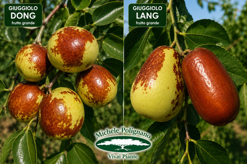 Piante giuggiolo frutto - di,