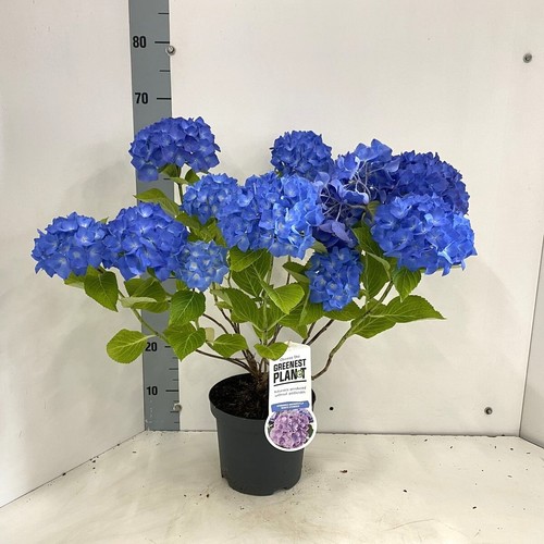 Ortensia blu hydrangea - ortensia, "hydrangea