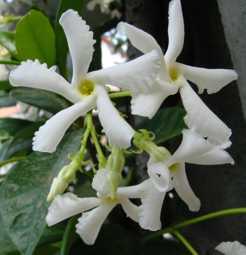 Falso gelsomino rhyncospermum - falso, "rhyncospermum