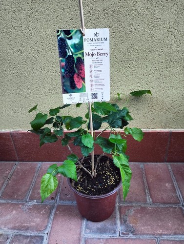 Gelso nano mojo berry pianta - gelso,