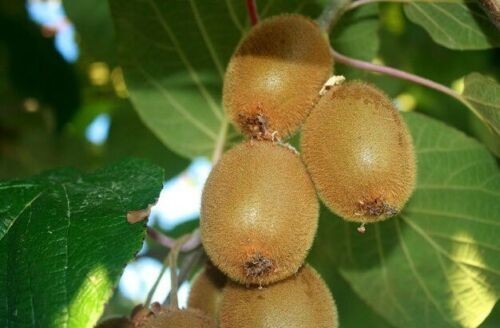 Kiwi actinidia deliciosa - kiwi,