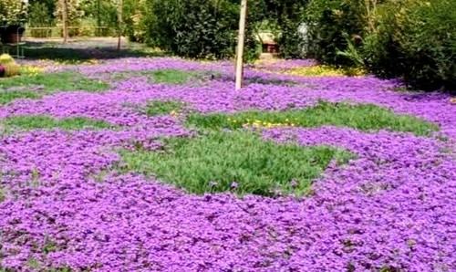 Verbena hybrida confezione - verbena,