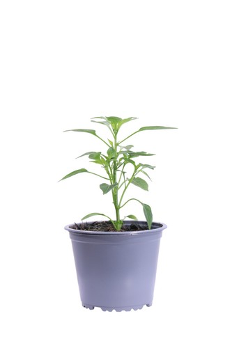 Pianta vera peperoncino - pianta, di
