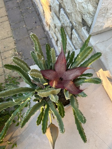 Stapelia hirsuta fiore viola - hirsuta,