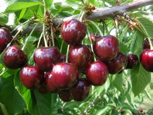 Pianta ciliegio varietà - pianta, di