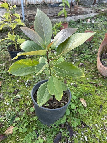 Pianta avocado - pianta,