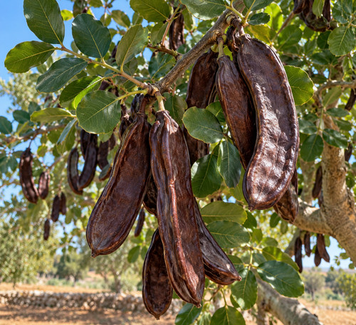 Carrubo pianta mediterranea - carrubo,