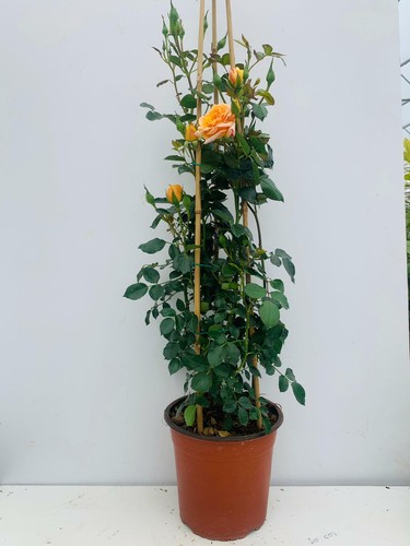 Pianta rosa rampicante in - pianta,