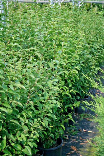 Ligustro pianta ligustrum - ,