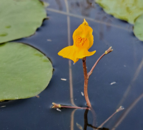 Utricularia australis erba - utricularia,