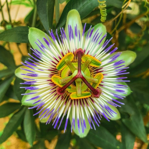 Pianta passiflora caeurela - pianta,