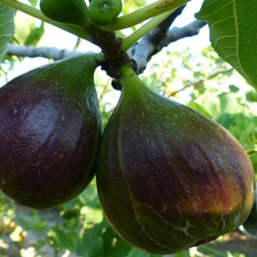 Pianta frutto fico - frutto,