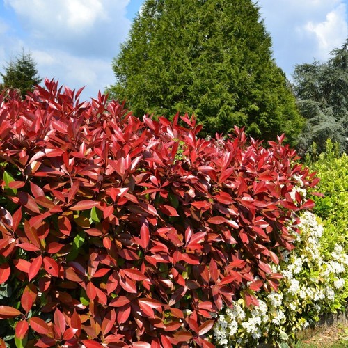 Photinia red robin - robin, fotinia