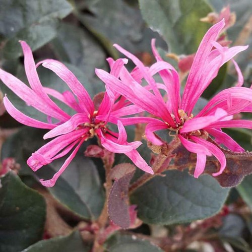 Loropetalum chinense pianta - , a