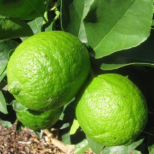 Pianta limone tahiti o - pianta, di