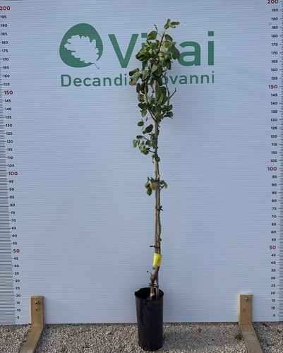 Pianta pistacchio varieta - pianta,